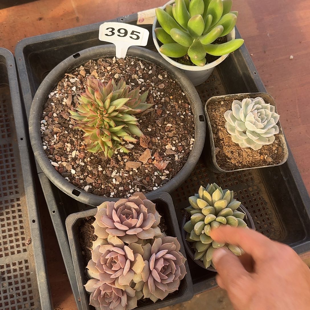 395一筐多肉5个品种如图