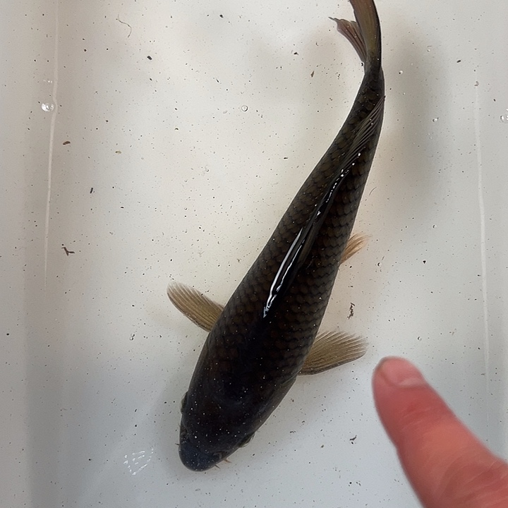 锦鲤血统锦鲤养殖