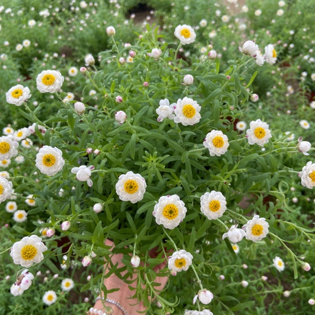 山东棠艺花卉 纸鳞托菊花卉盆栽