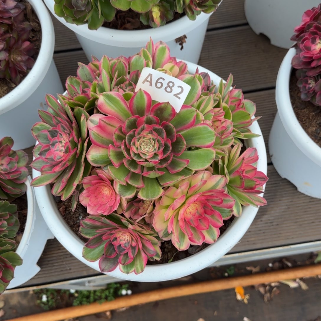 682海神实生脱土发货