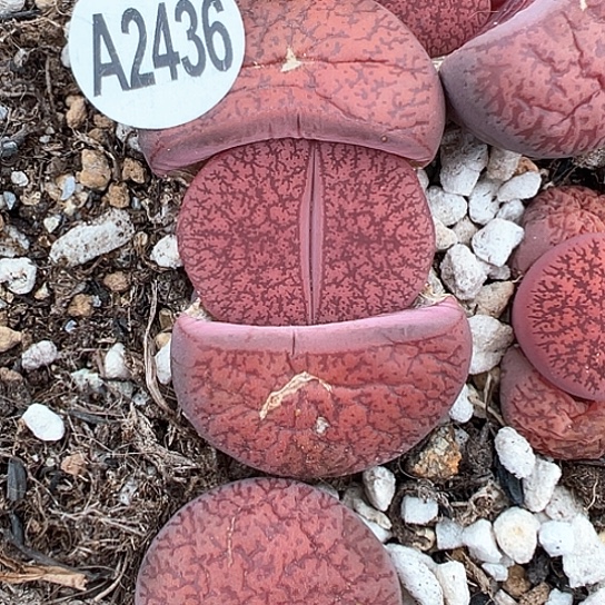 2436.酒红单头2.5