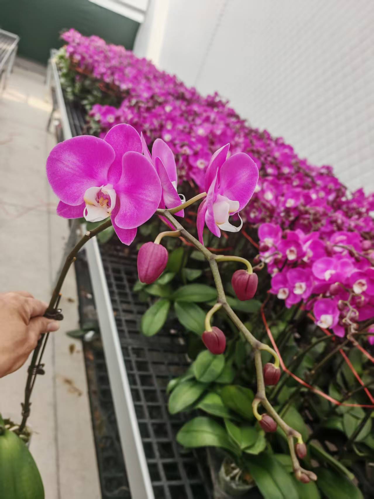 蝴蝶兰【素心】紫粉色系经典名兰室内绿植盆栽花期长适合送礼