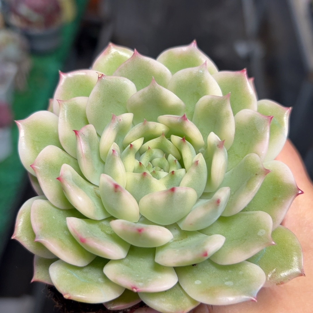 665 9cm满38包邮多肉