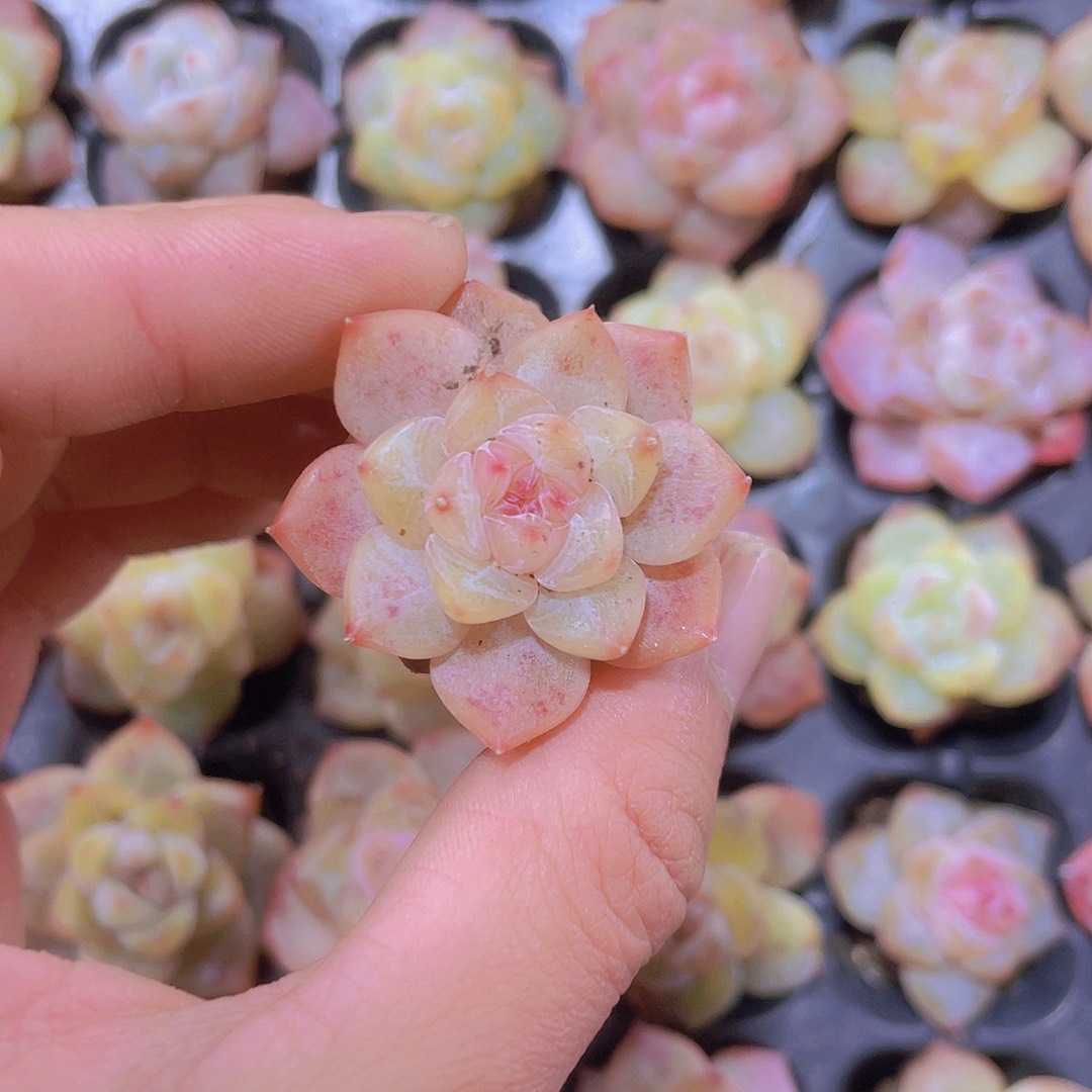 梦冰珍妮满9.9包邮