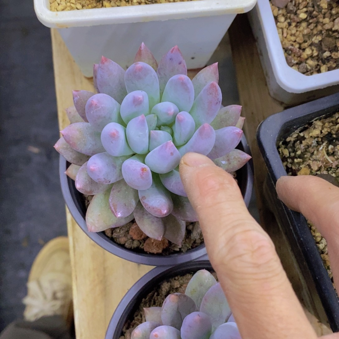 开心多肉，最后一场