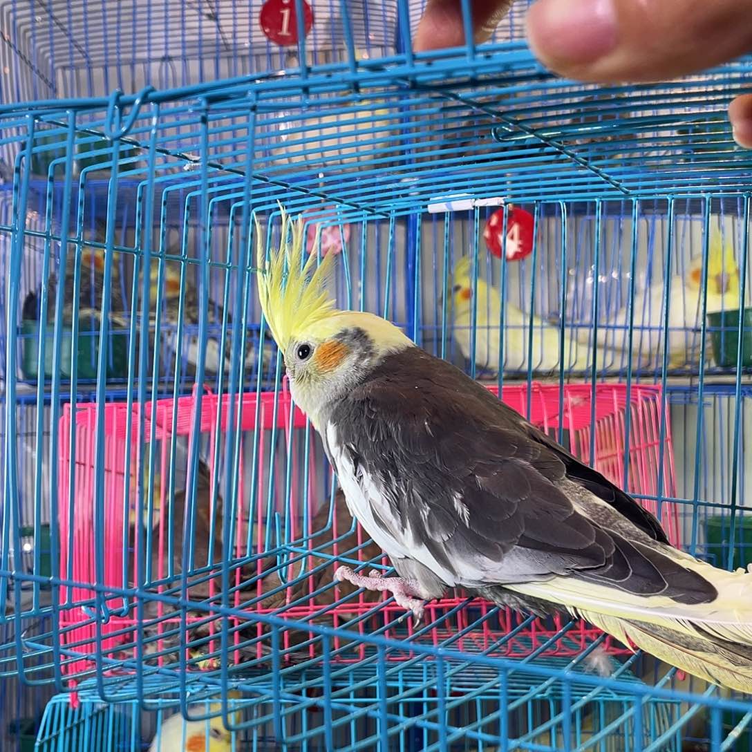 玄凤鹦鹉/鸡尾鹦鹉