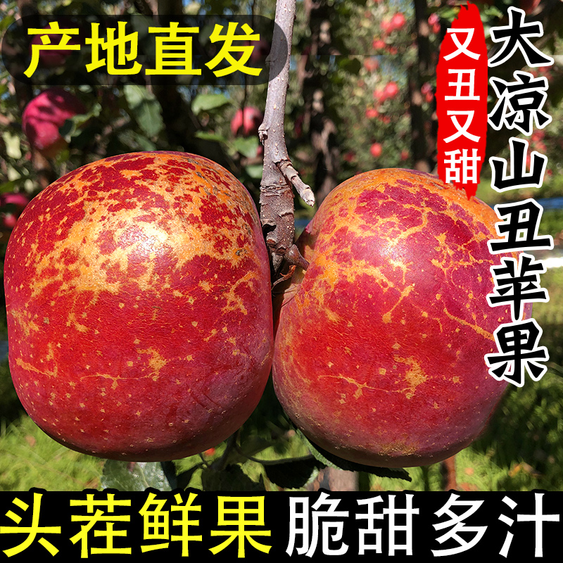 四川大凉山丑苹果富士新鲜现摘脆甜多汁高山水果