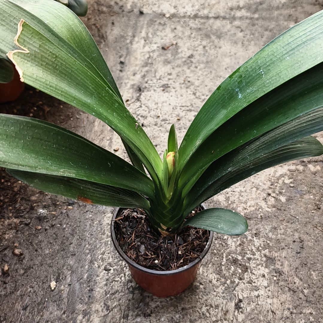 聆***吟当前无花栽培后可以开花盲盒大苗残叶特惠一棵