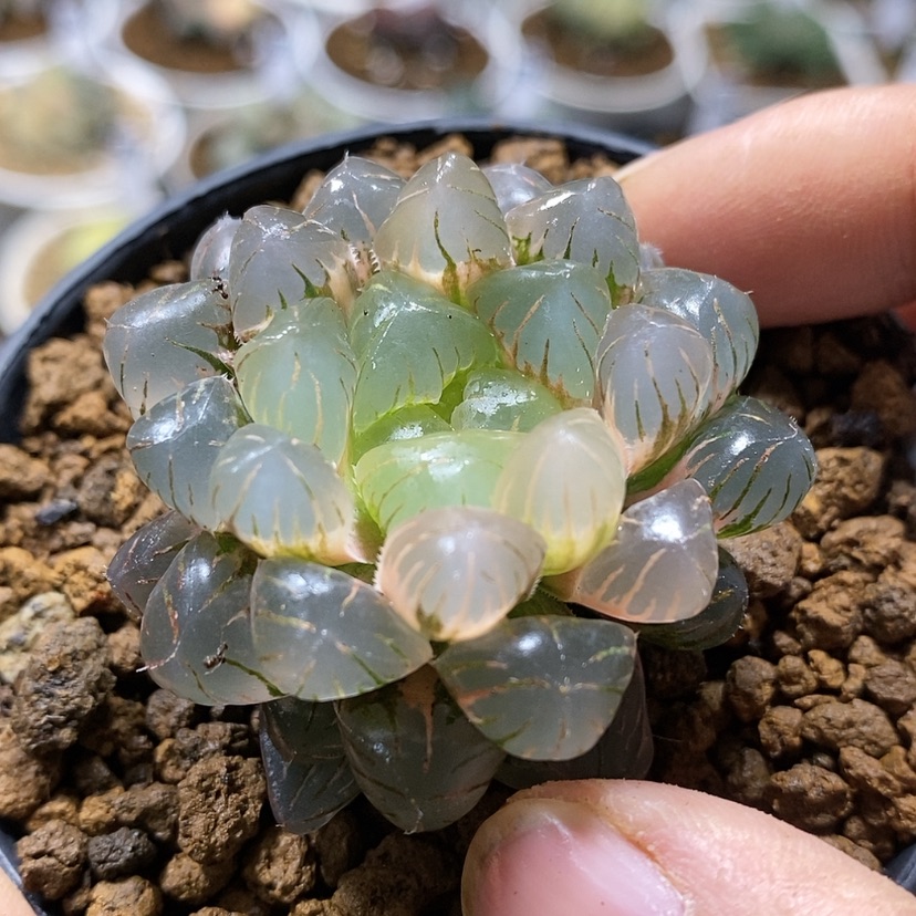 【闪购商品】336潘灯锦