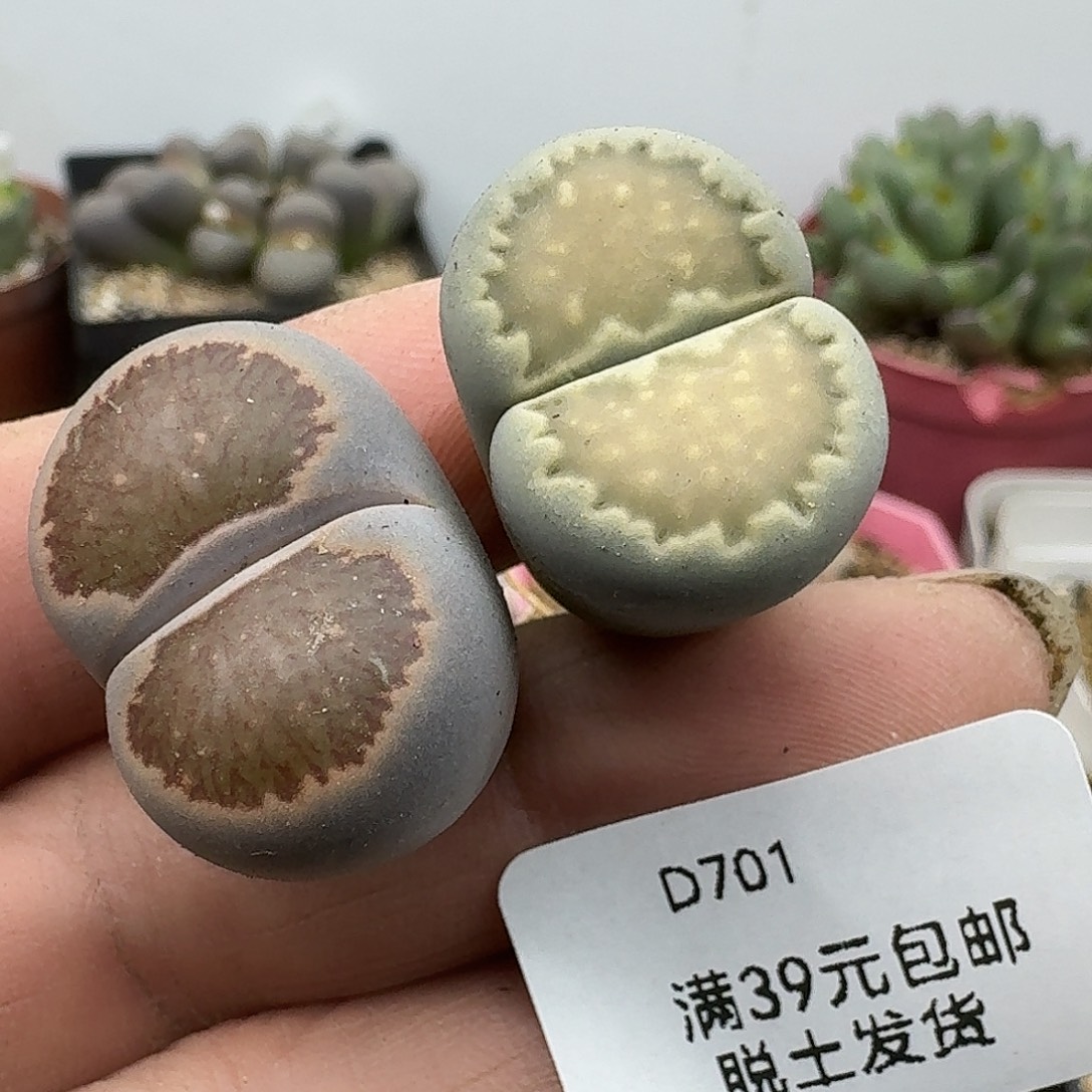 701多肉哈哈哈哈哈哈哈