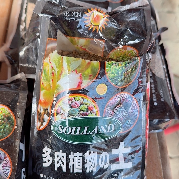 两包土多肉植物精品