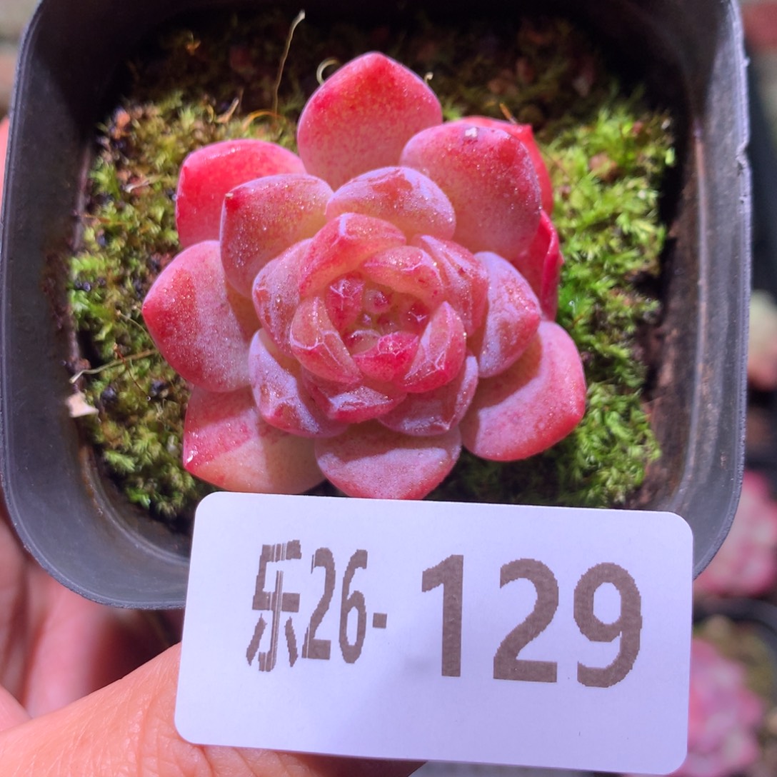 乐然26-129 新品 