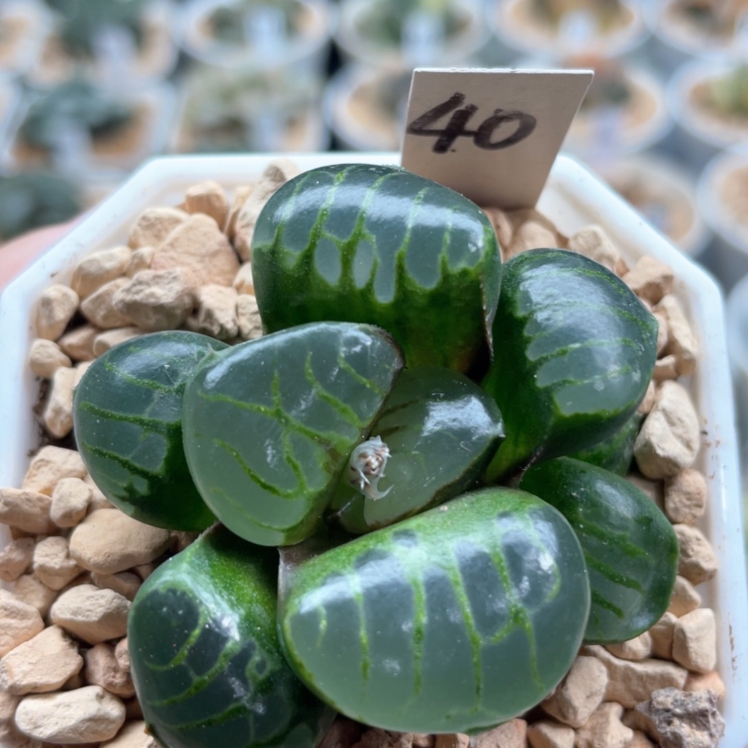 40水晶葡萄克。        