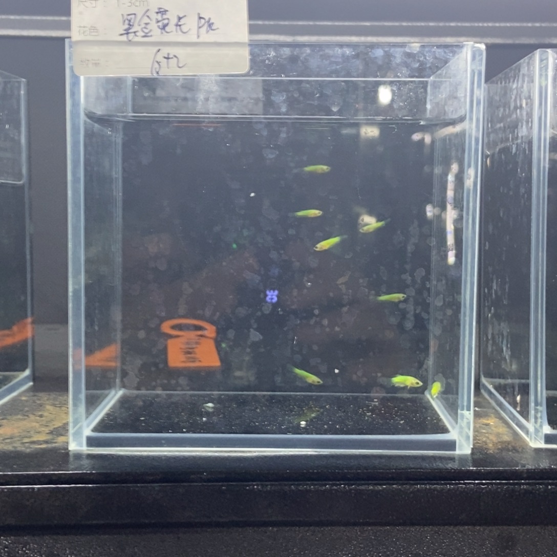 斗鱼包活不包损所见即所得173