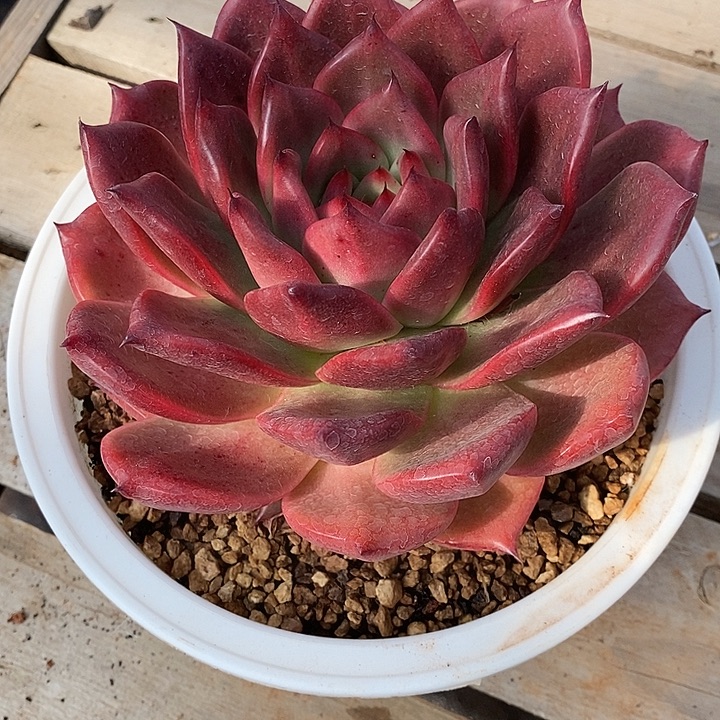 㞢***&福利东云红色系5           