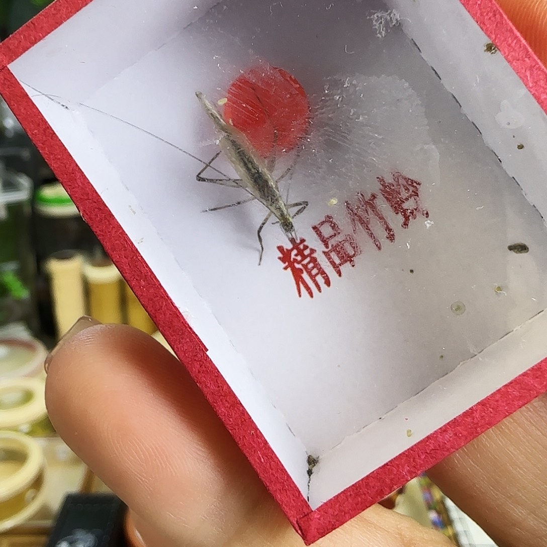 紫竹2只啊啊啊啊啊啊啊