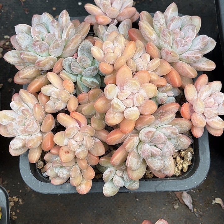 多肉植物一物一拍