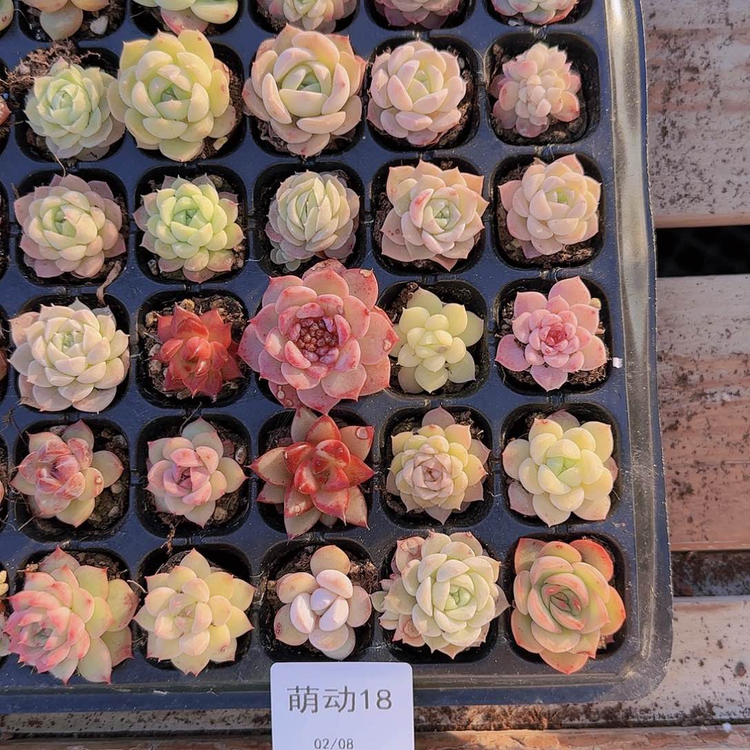 直播一物一拍多肉18