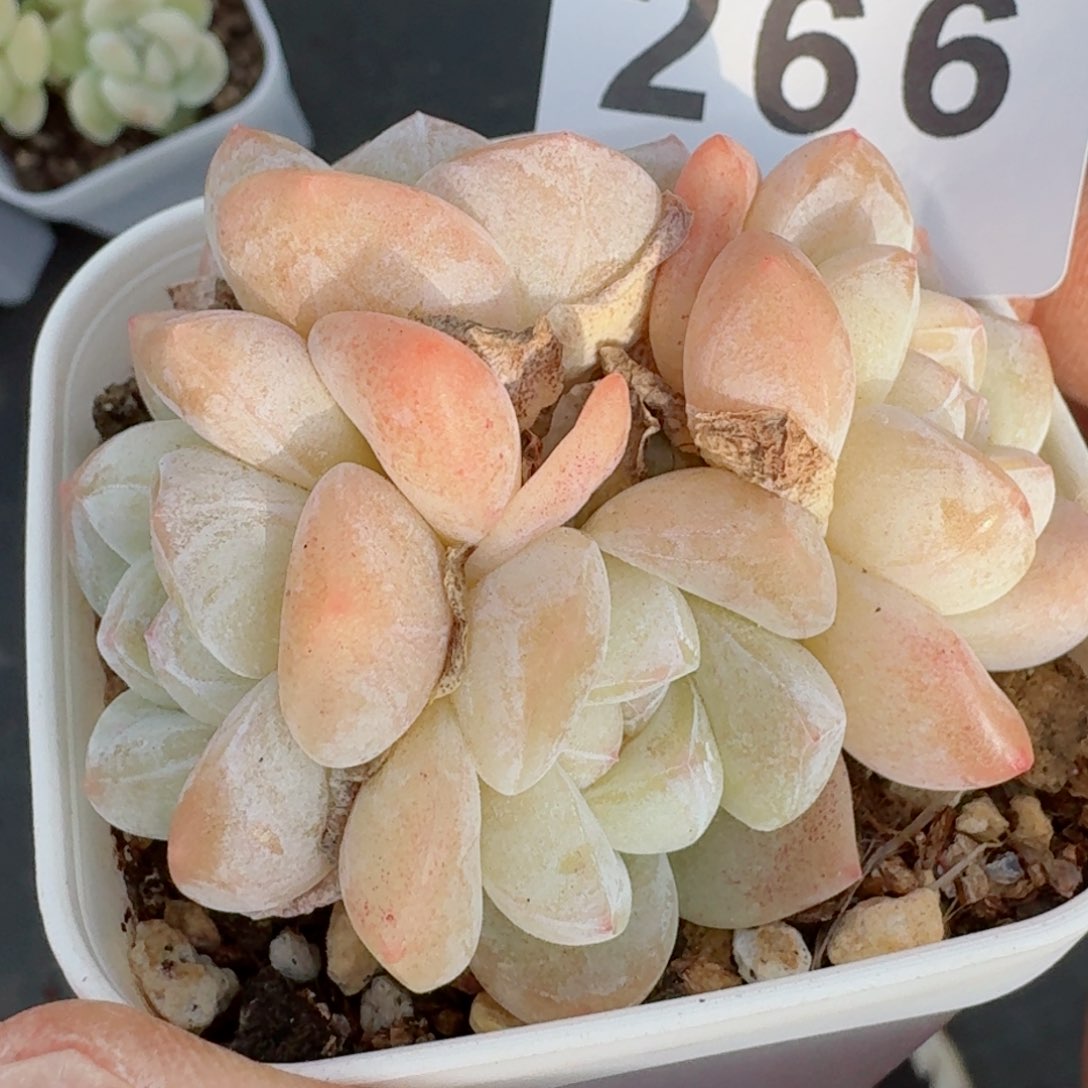 福利         精品多肉