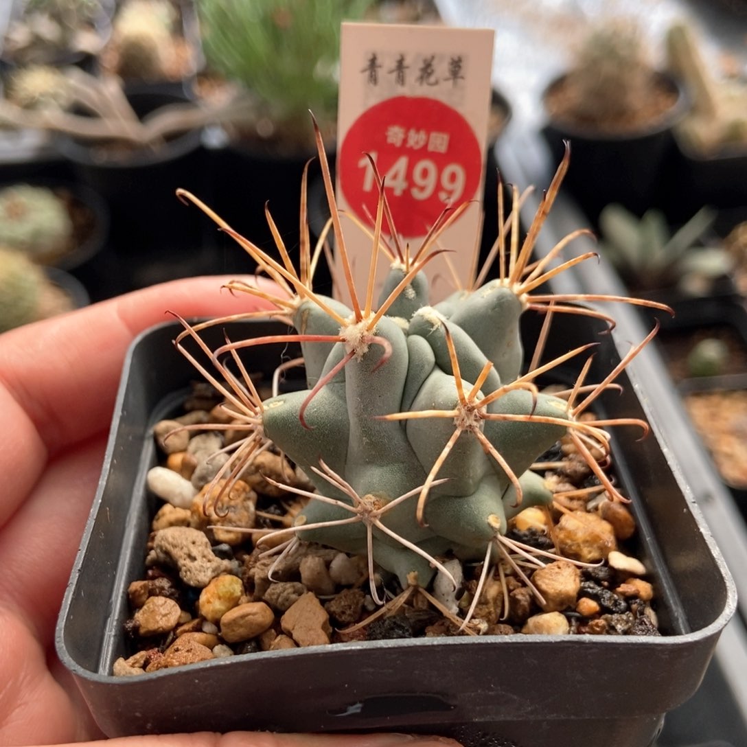 实生黑罗刹3.9cm