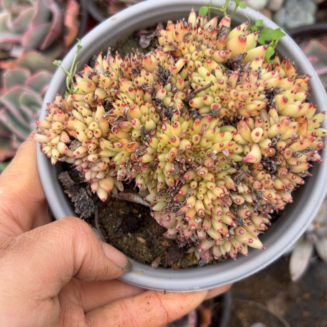 DVD头摸摸我z w z w