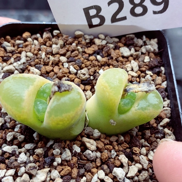 我的小姐姐们都是我的289
