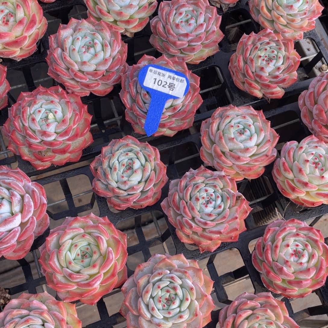 102号元气桃桃母本大单头一个