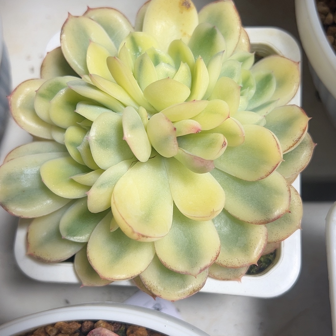 韩水晶锦群生多肉植物