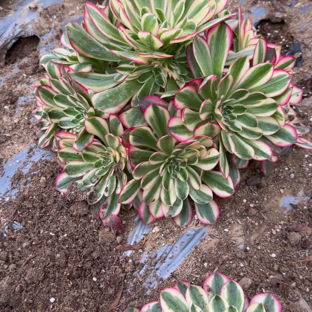 钢***售855瑶光到秋。多肉植物