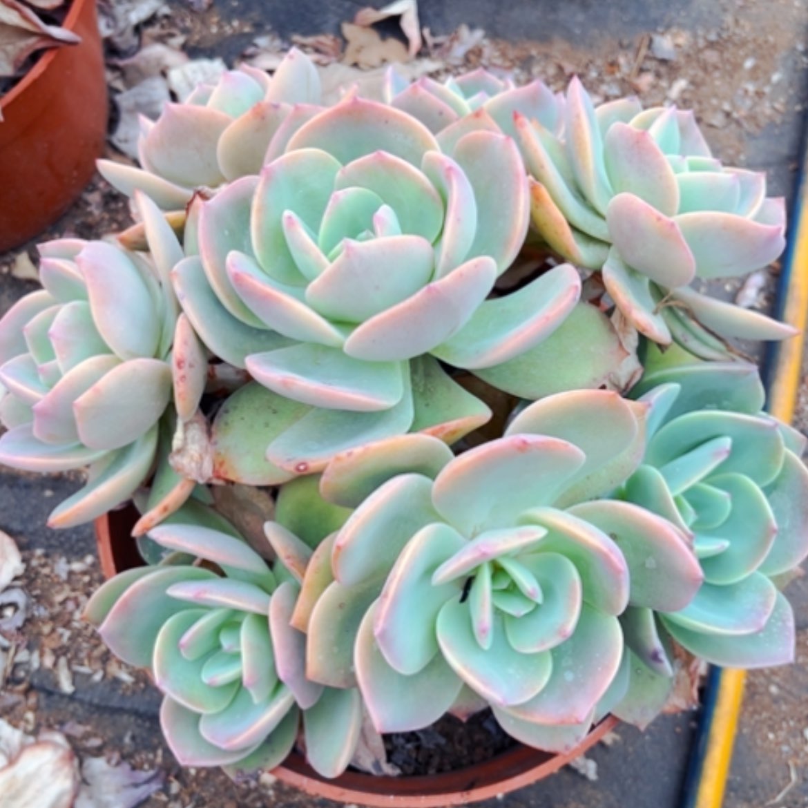 【闪购商品】朵***肉白凤