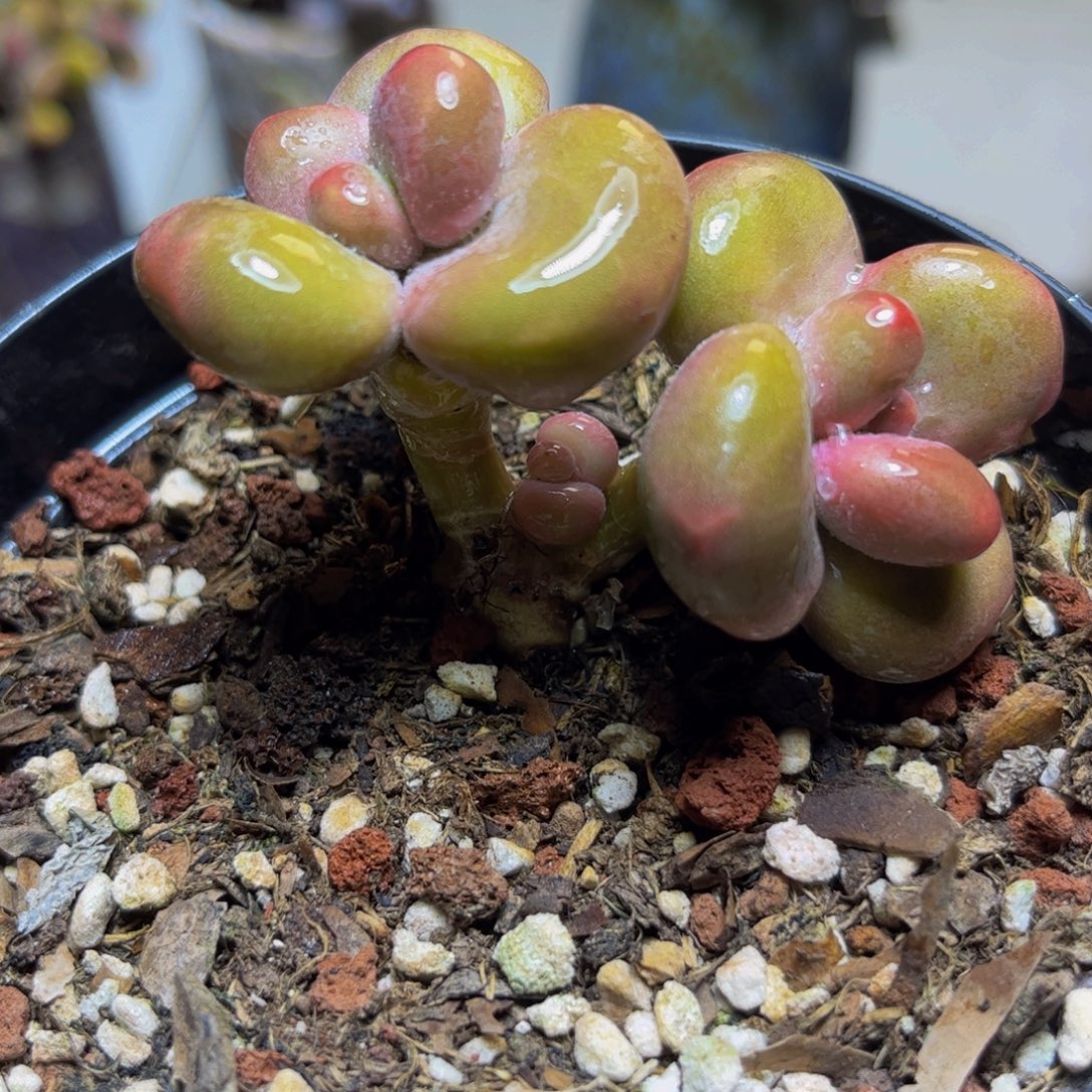 874KK奶酪7厘米多肉植物