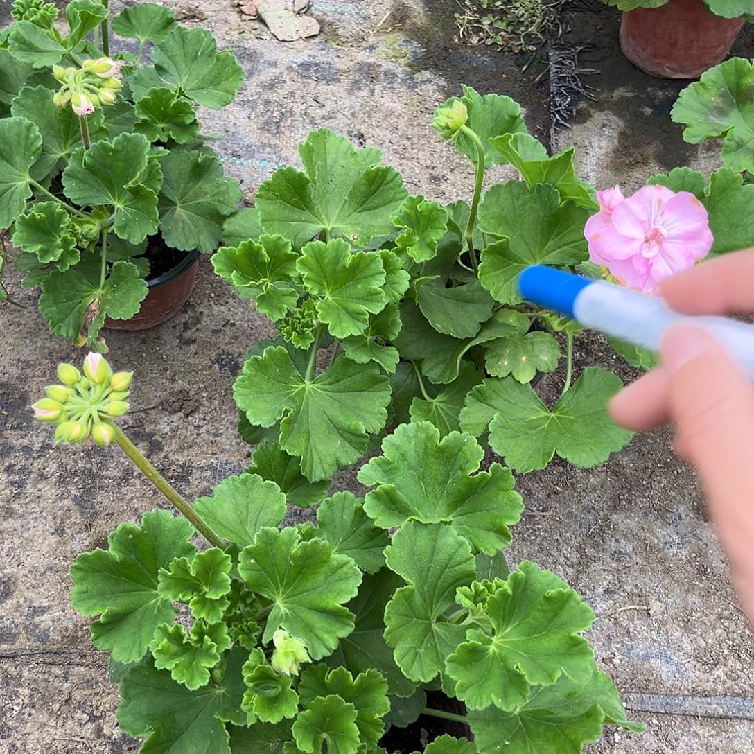 大部分花苞少量开放克里米亚玫瑰