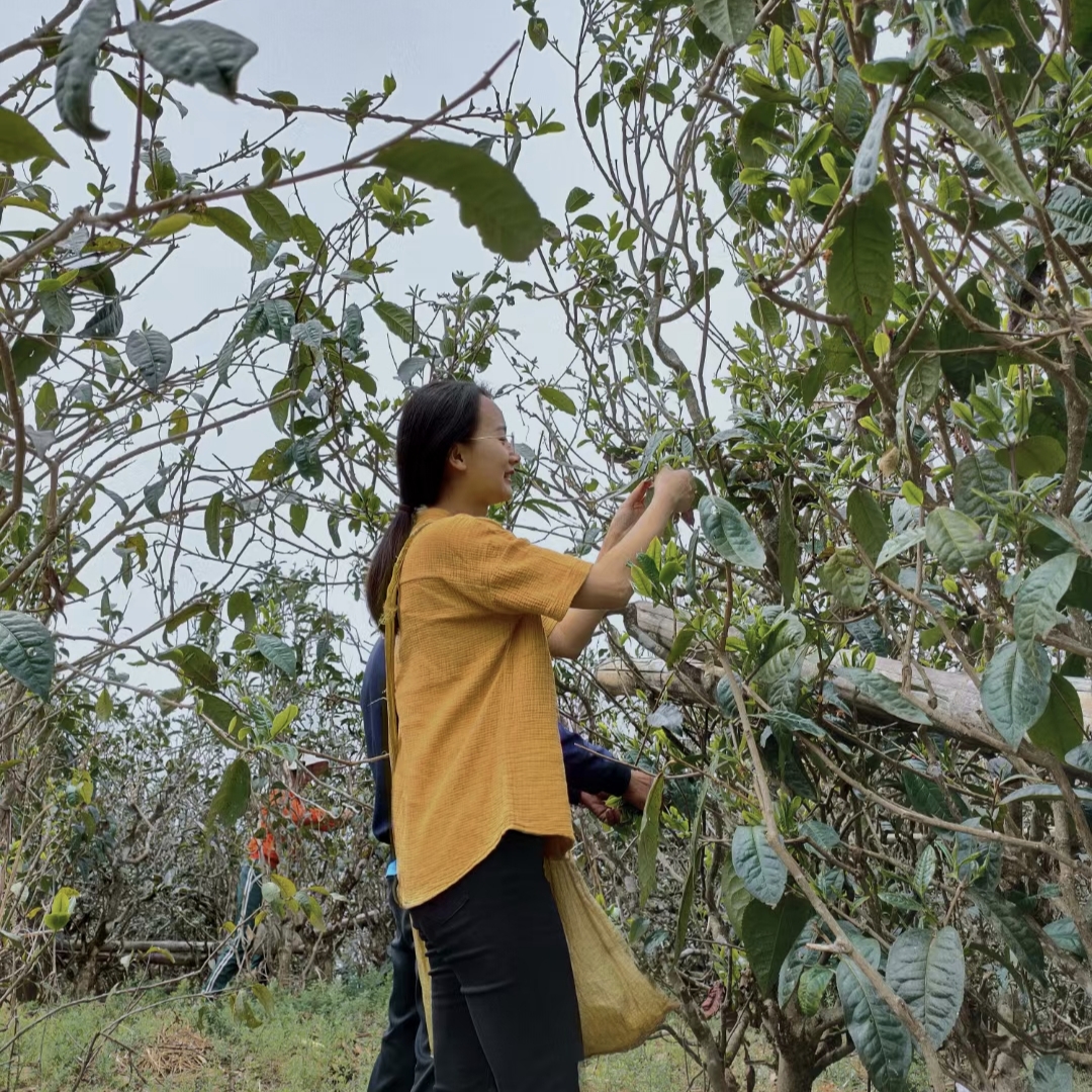 【通用链接1】以直播间主播讲解为主/正宗云南普洱茶