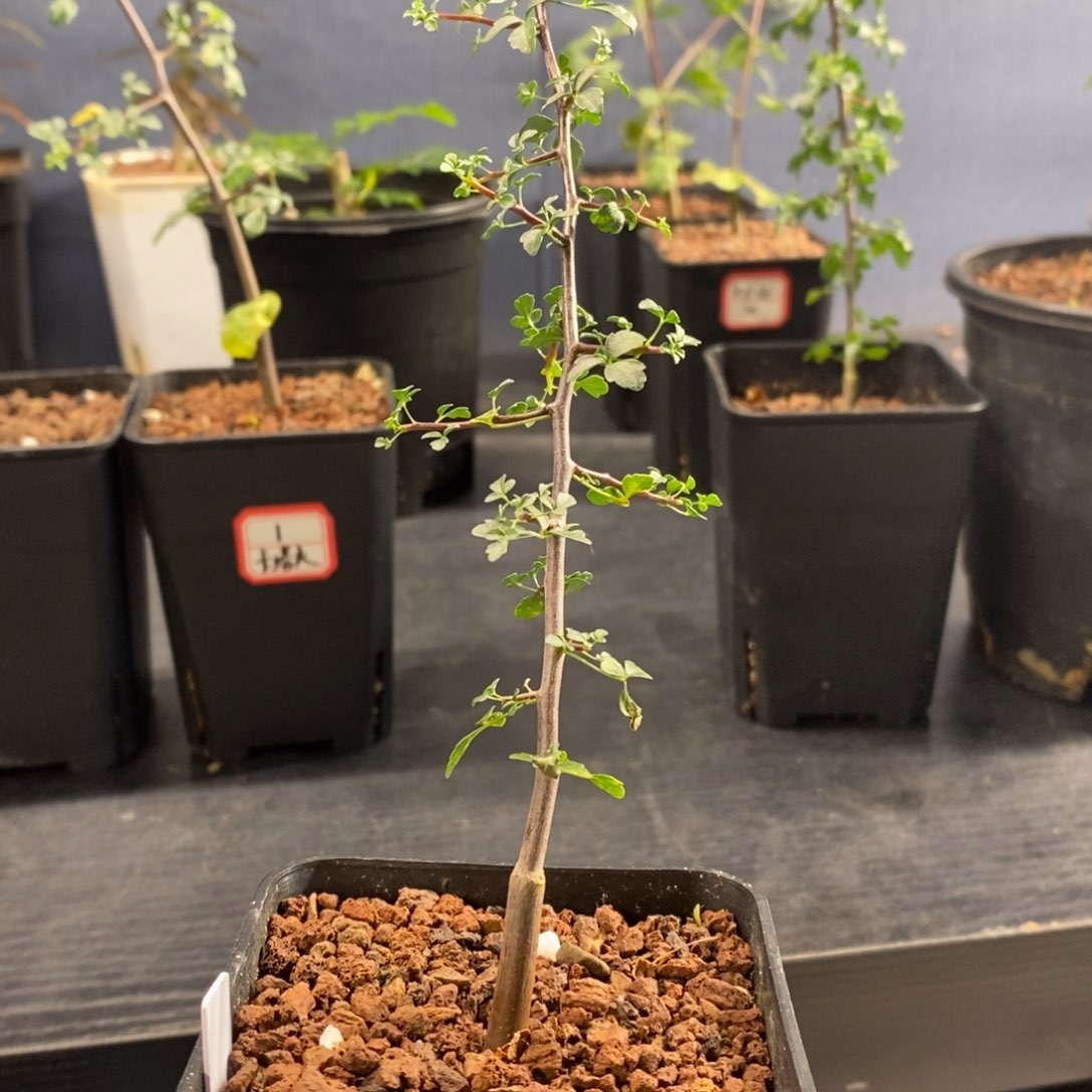 索马里卡塔夫实生正白皮