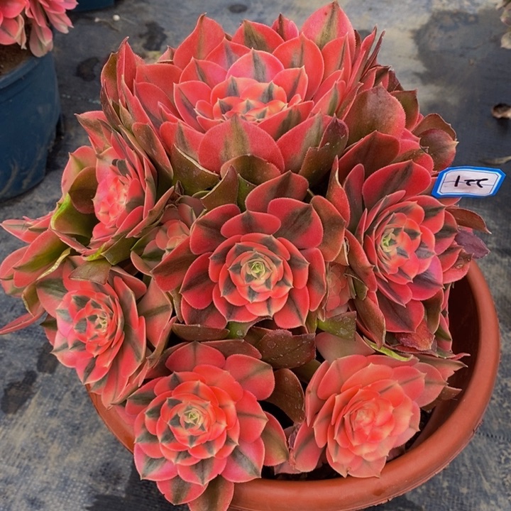 221香妃多肉法师