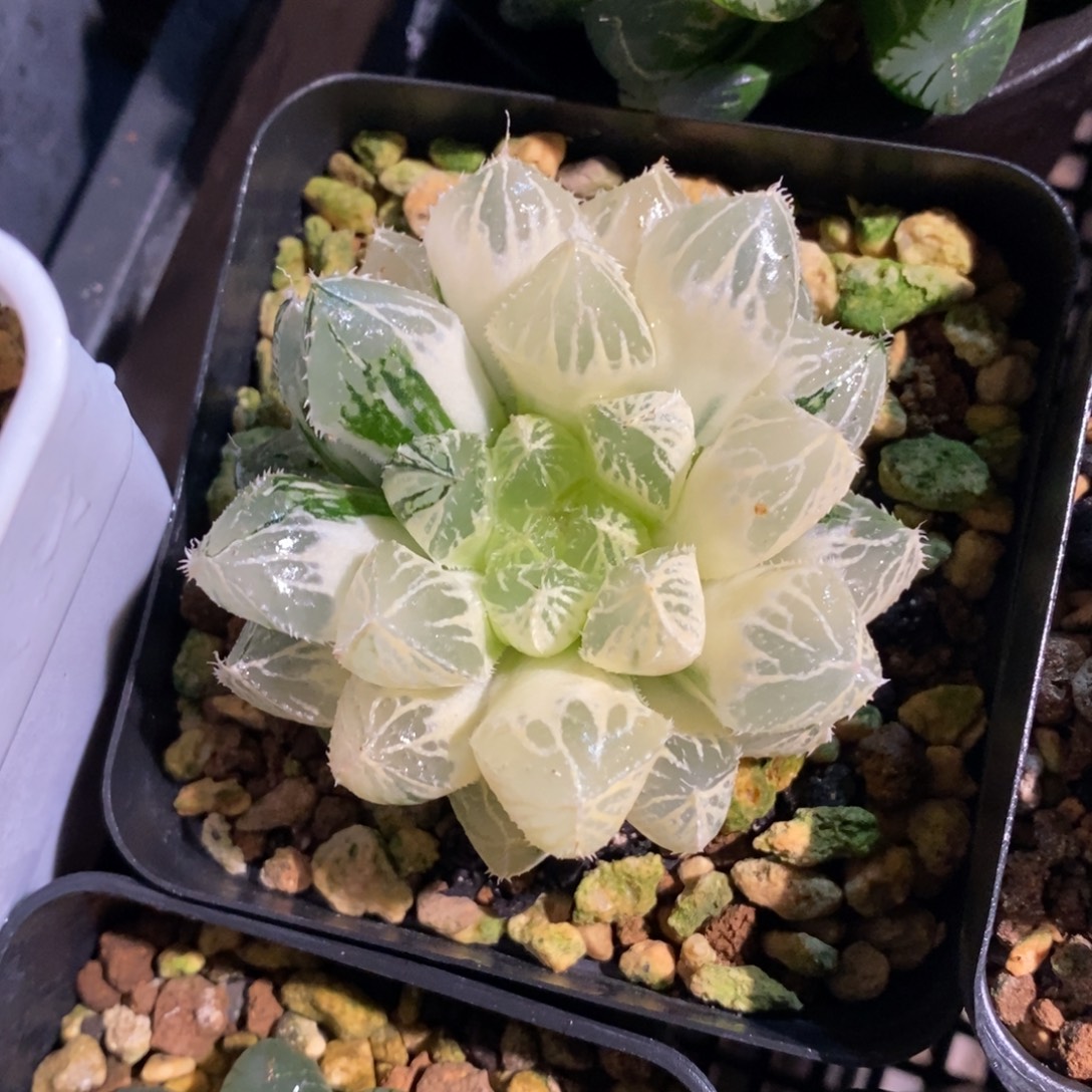 一颗实生大叶楼兰锦 元旦新粉福利