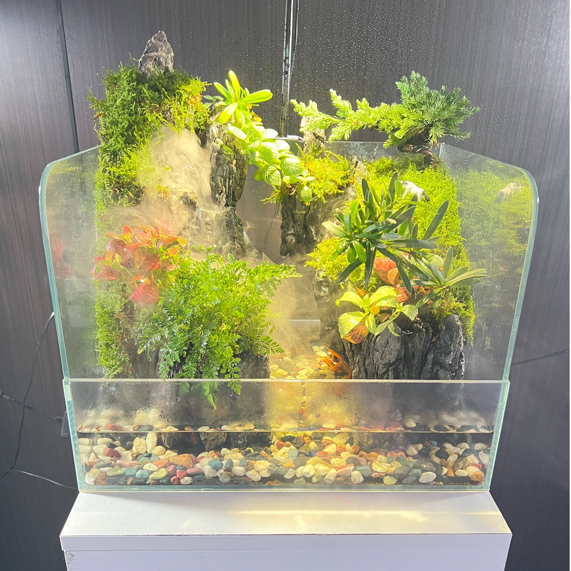 云雾玉锦松40*30*30
