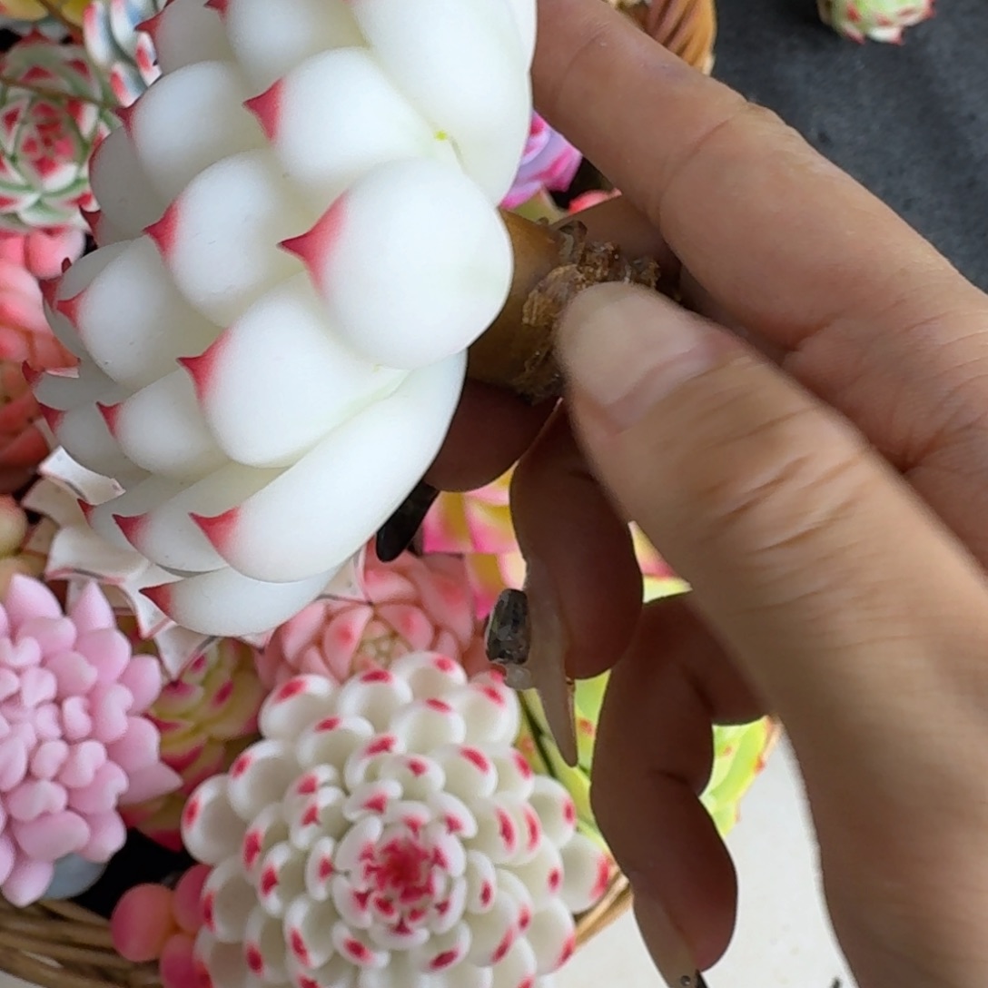 雅***雅树脂制品18号定向哦哦哦