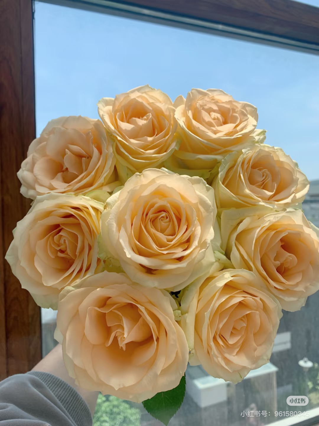 （蜜桃雪山）高杯切花月季玫瑰盆栽耐寒耐热植物花卉绿植