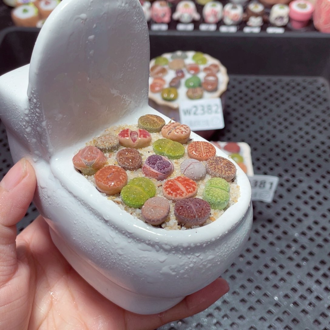 w2383 带盆土发货-零下地区拍保温箱