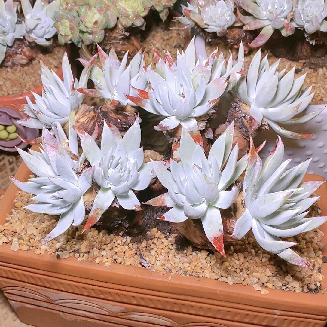 【闪购商品】蔡*哈哈哈哈流丹雪山多肉1523