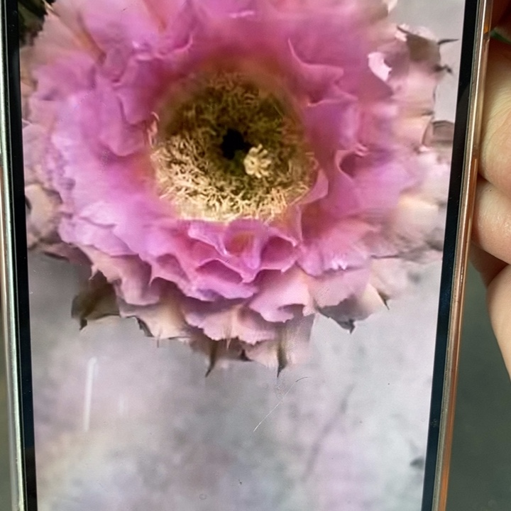 香香318带根6公分左右一点干皮