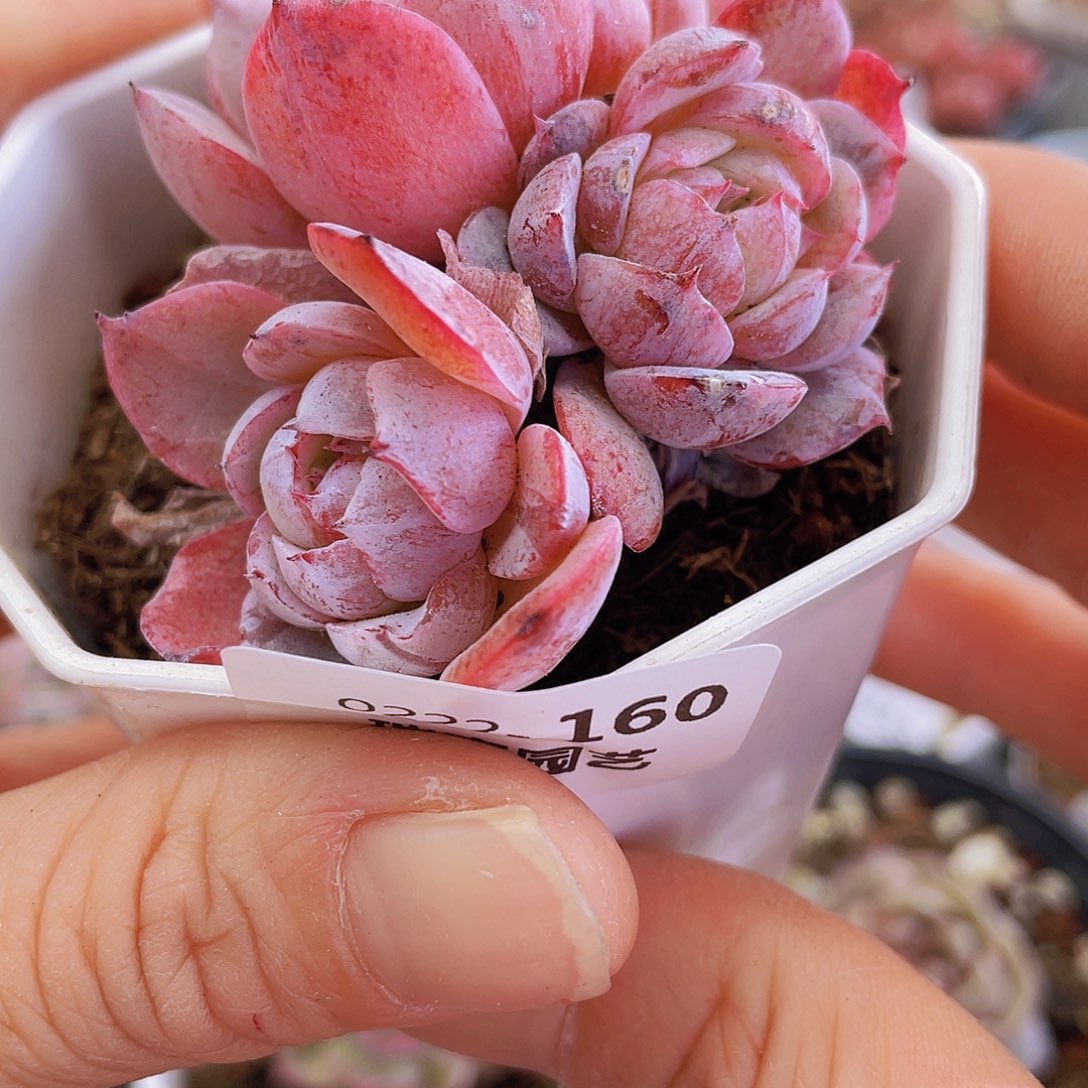 000000000000160量拍