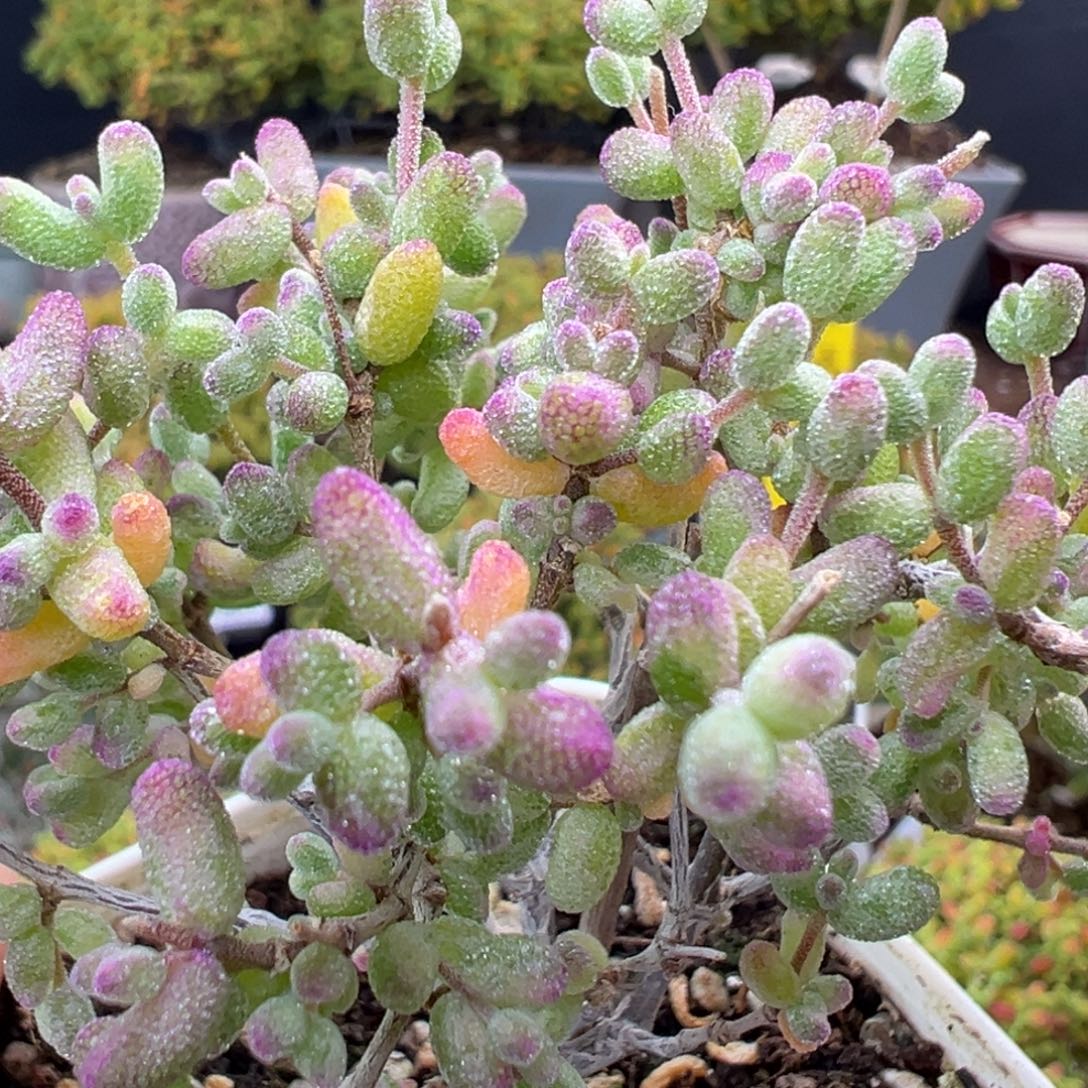 dy5421小老桩糖球白糊斑锦冠幅8cm