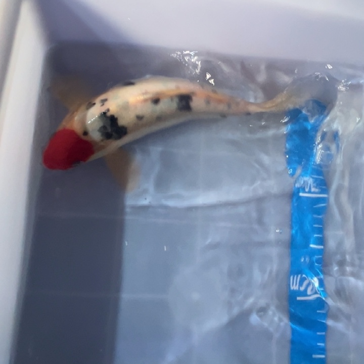 锦鲤锦鲤红白三色