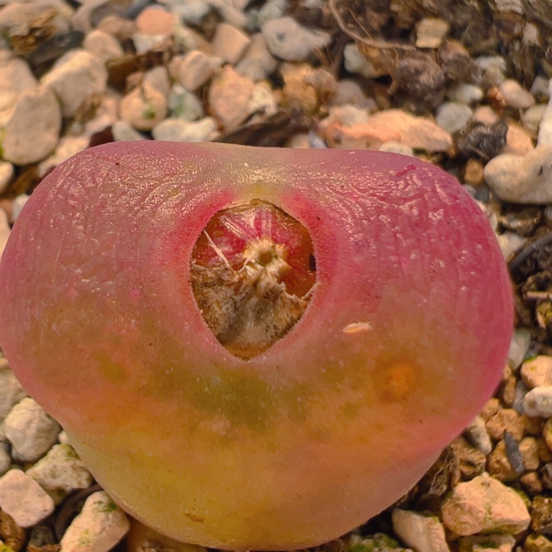 49多肉植物百科知识