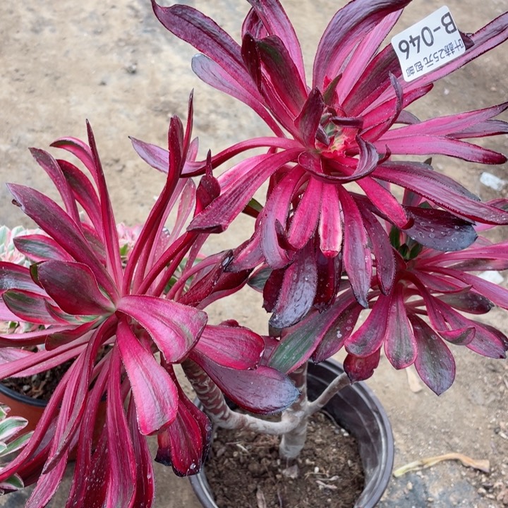 46巫拉多肉1，12345678