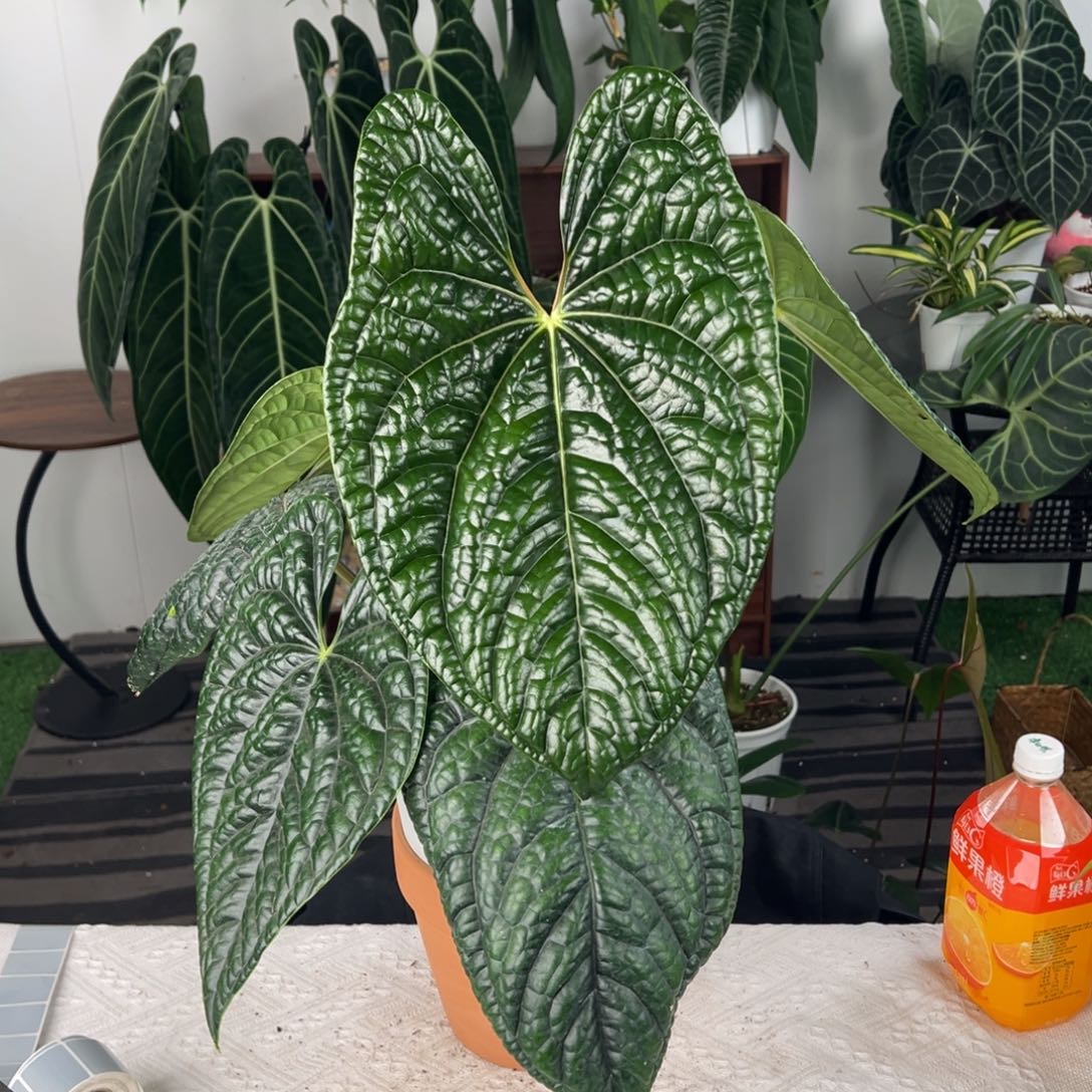 完全开放南美原桩大黑奢