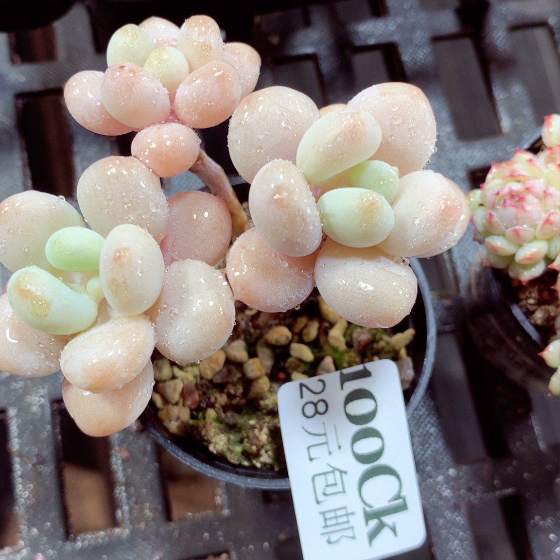 5厘米盆精控多肉100