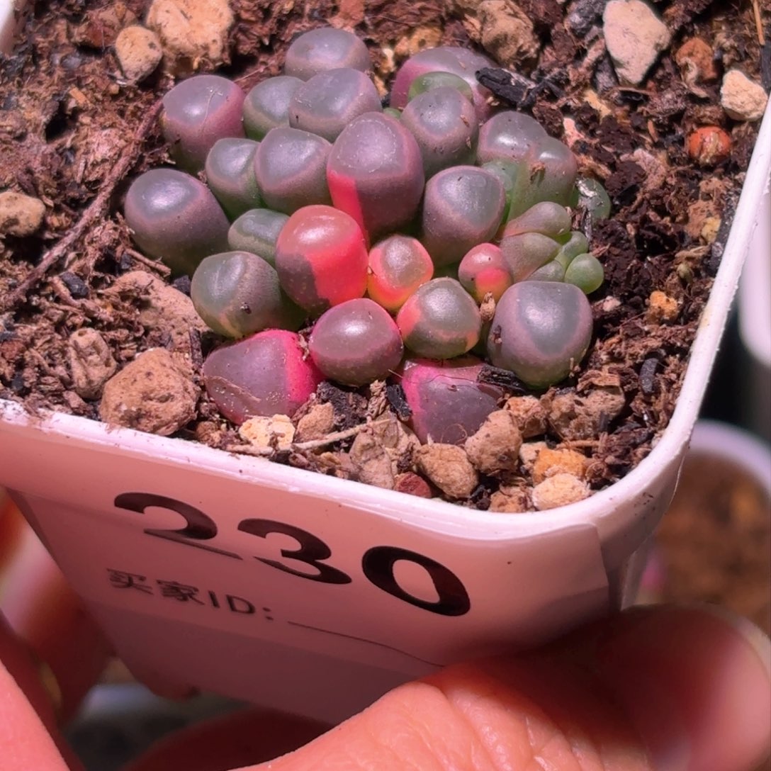 我**缘230号五十铃玉锦多肉植物锦一物一拍带盆土